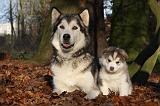 ALASKAN MALAMUTE 555